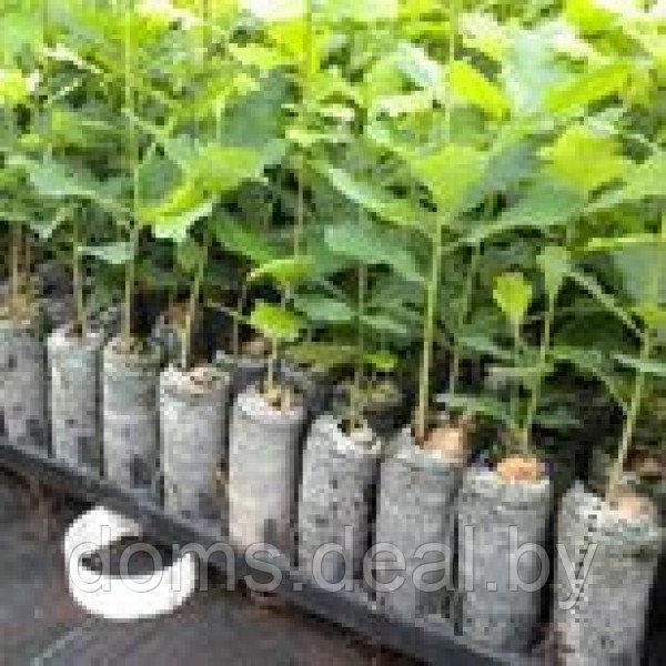 Торфяные таблетки со сфагновым мхом Jiffy-7 Forestry 50мм для проращивания черенков, Норвегия Jiffy Jiffy - фото 2 - id-p220052727