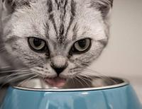 Как правильно кормить кошку влажным кормом