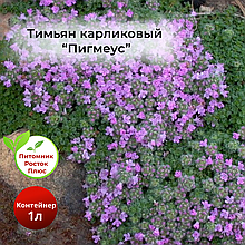 Пряные и лекарственные травы в Минской области от компании "К (Ф) Х ...