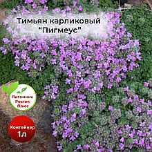 Тимьян карликовый "Пигмеус", С1