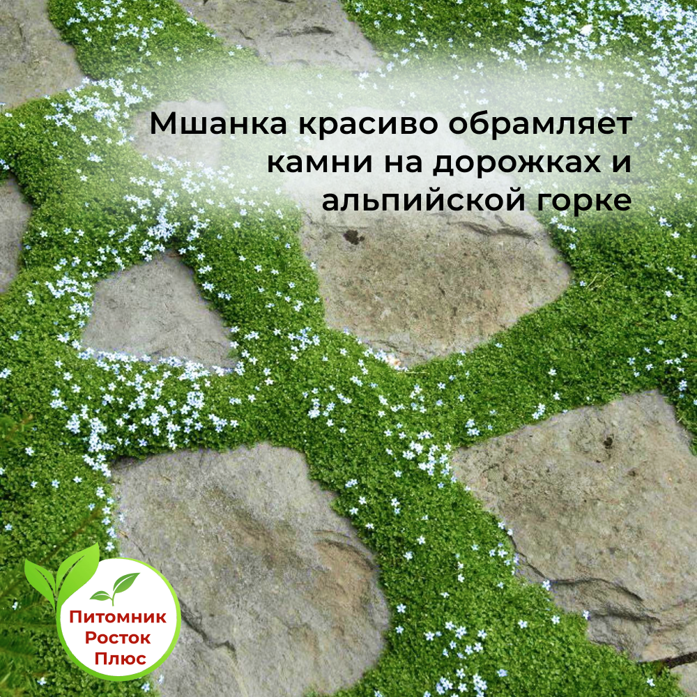 Мшанка Шиловидная Купить Семена В Леруа