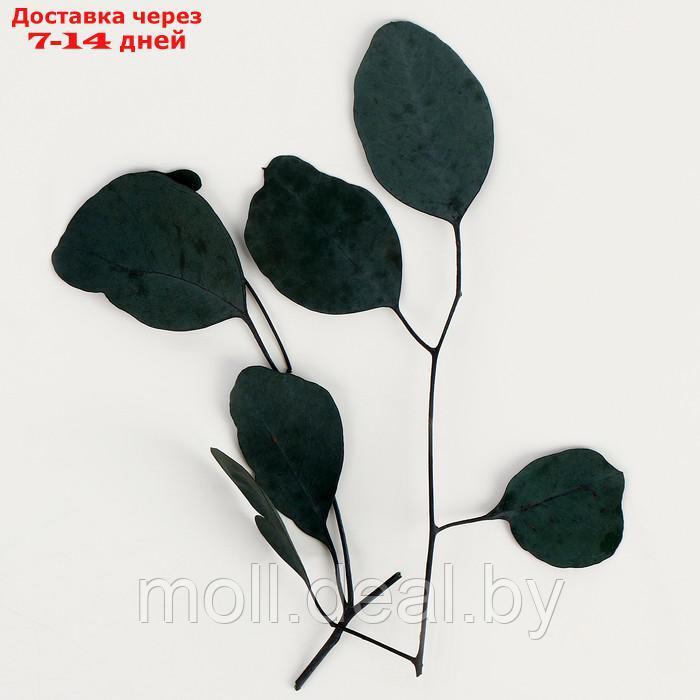 Набор сухоцветов "Листья Эвкалипта" - фото 2 - id-p220109415