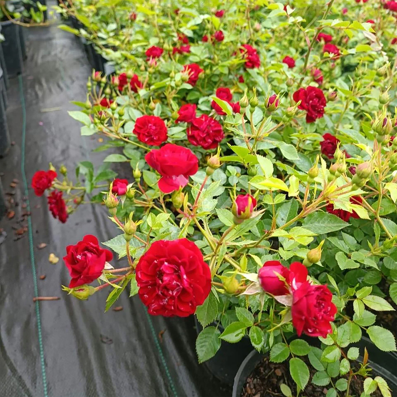 Роза почвопокровная Ред Фейри - фото 3 - id-p158721030