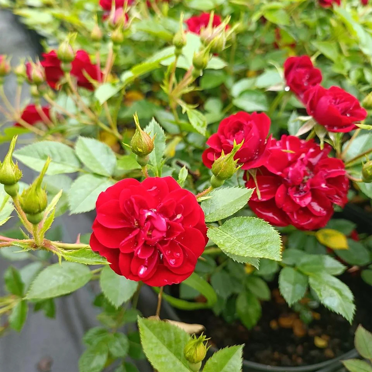 Роза почвопокровная Ред Фейри - фото 1 - id-p158721030