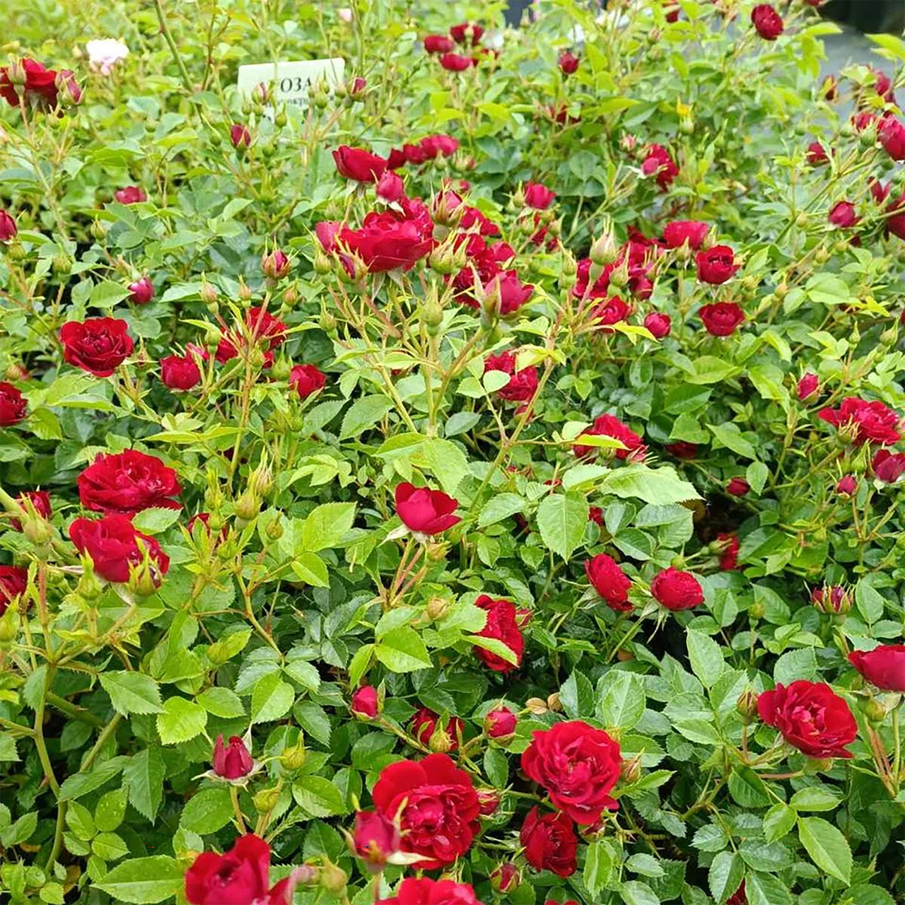 Роза почвопокровная Ред Фейри - фото 4 - id-p158721030