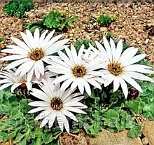 Арктотис крупноцветковый Белый Танец, семена, 10шт., (ев)