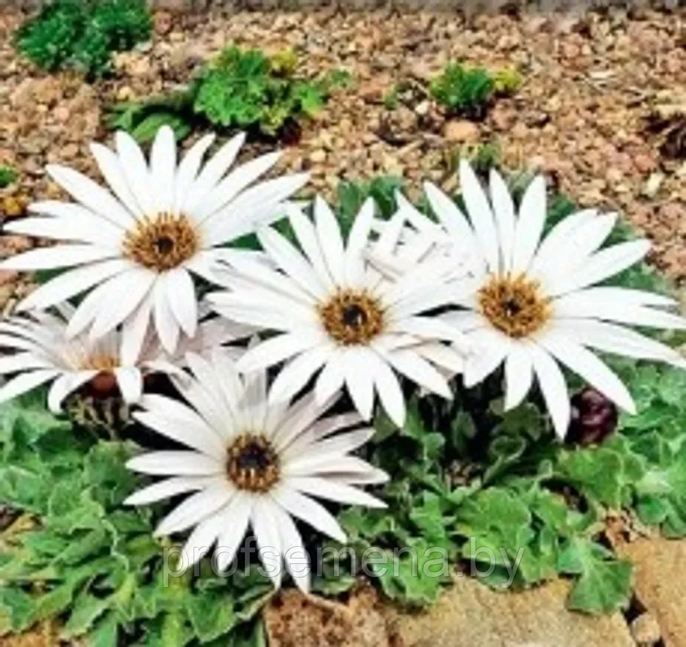 Арктотис крупноцветковый Белый Танец, семена, 10шт., (ев) - фото 1 - id-p220195878