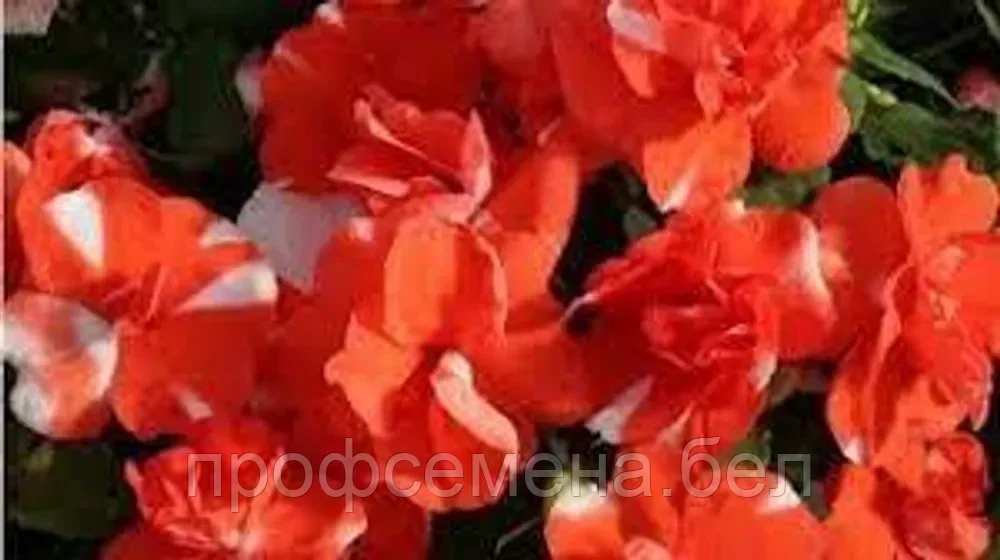 Бальзамин махровый оранжевое пламя афин F1, семена, 5шт., (ев)