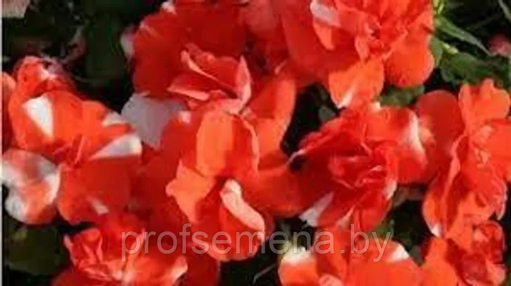 Бальзамин махровый оранжевое пламя афин F1, семена, 5шт., (ев) - фото 1 - id-p220196382