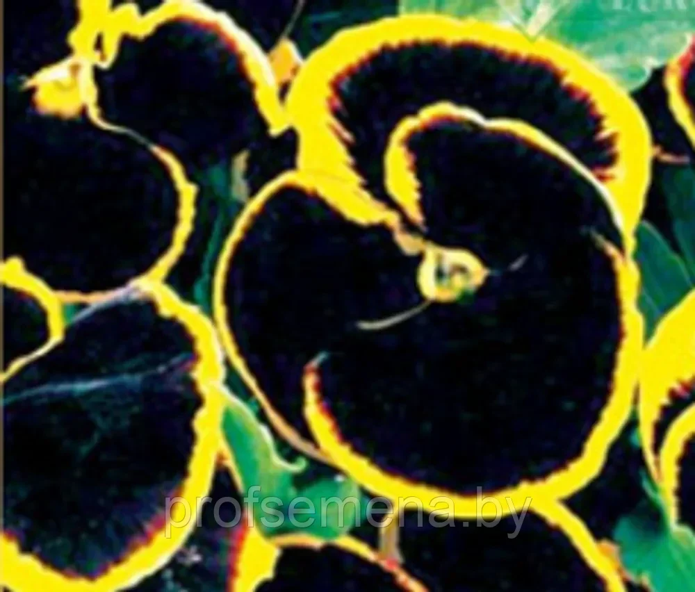 Виола виттрокка Брюнинг, семена, 10шт., (ев) - фото 1 - id-p220208000