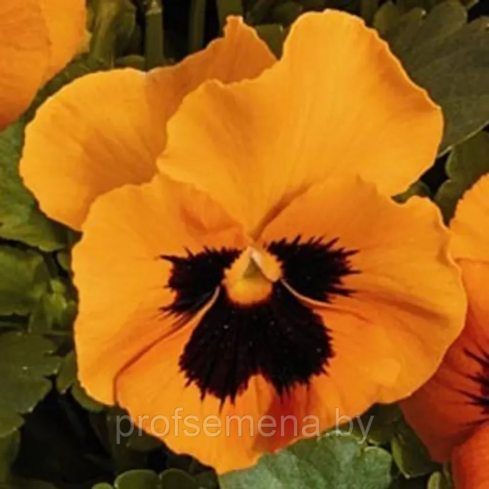 Виола виттрокка Инспайр F1 плюс оранж блотх, семена, 5шт., (ев) - фото 1 - id-p220208042