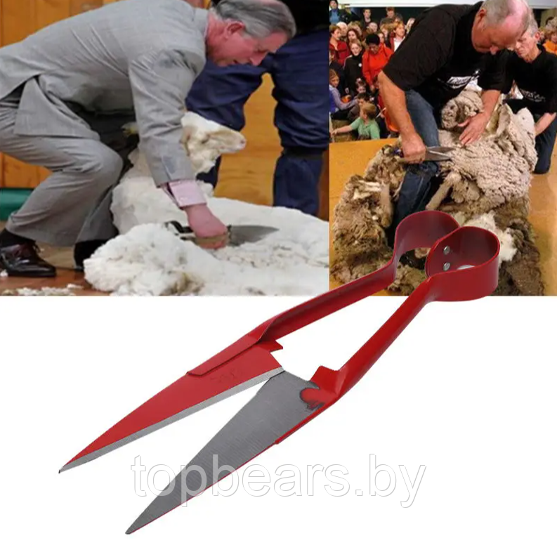 Ножницы для стрижки овец и других животных 31см. / Универсальные ножницы для животноводства, топиария - фото 6 - id-p220211310
