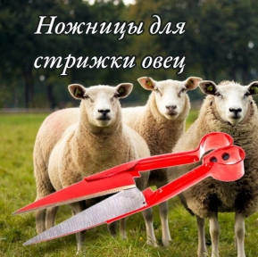 Ножницы для стрижки овец и других животных 31см. / Универсальные ножницы для животноводства, топиария - фото 1 - id-p220212056