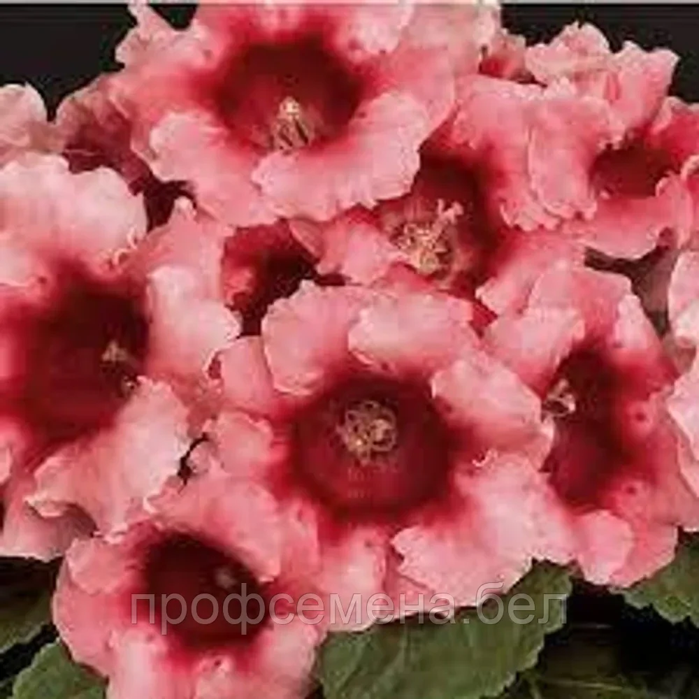 Глоксиния Аванти персиковая роза, семена, 5шт., (ев) - фото 1 - id-p220246587