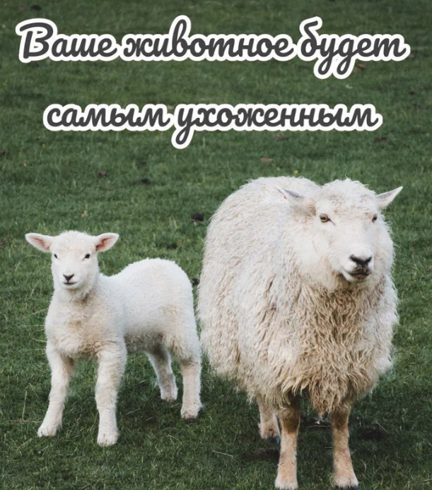 Ножницы для стрижки овец и других животных 31см. / Универсальные ножницы для животноводства, топиария - фото 10 - id-p220270633