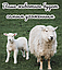 Ножницы для стрижки овец и других животных 31см. / Универсальные ножницы для животноводства, топиария, фото 10