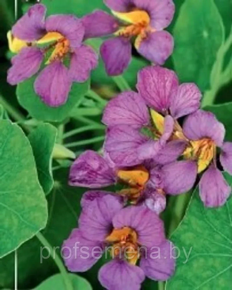 Настурция Пурпурная Империя, семена, 1гр., (ев) - фото 1 - id-p220270746