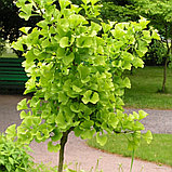 Гинкго билоба (Ginkgo biloba), С5, фото 2