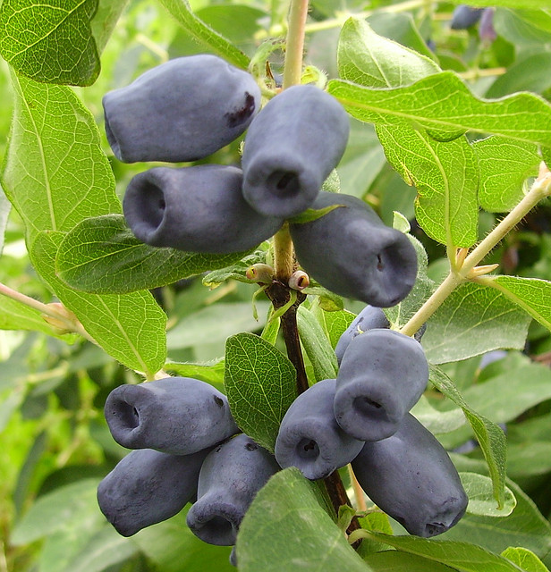 Жимолость "Кувшиновидная" (Kuvshinovidnaya), С3