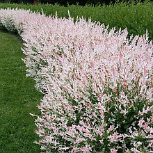 Ива японская "Хакуро Нишики" (Hakuro Nishiki), Р9