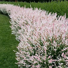 Ива японская "Хакуро Нишики" (Hakuro Nishiki), Р9