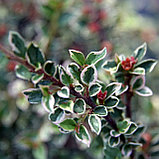 Кизильник горизонтальный "Вариегатус" (Variegatus), Р9, фото 2
