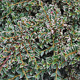 Кизильник горизонтальный "Вариегатус" (Variegatus), Р9, фото 3