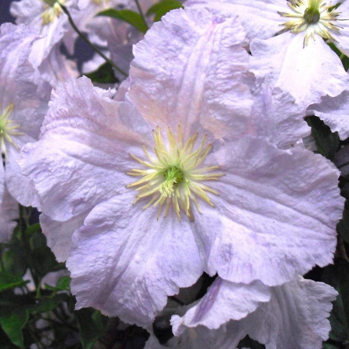 Клематис "Блекитни Аниол" (Blekitny Aniol), 3 группа обрезки, Р9