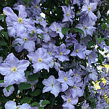 Клематис "Блекитни Аниол" (Blekitny Aniol), 3 группа обрезки, Р9, фото 2