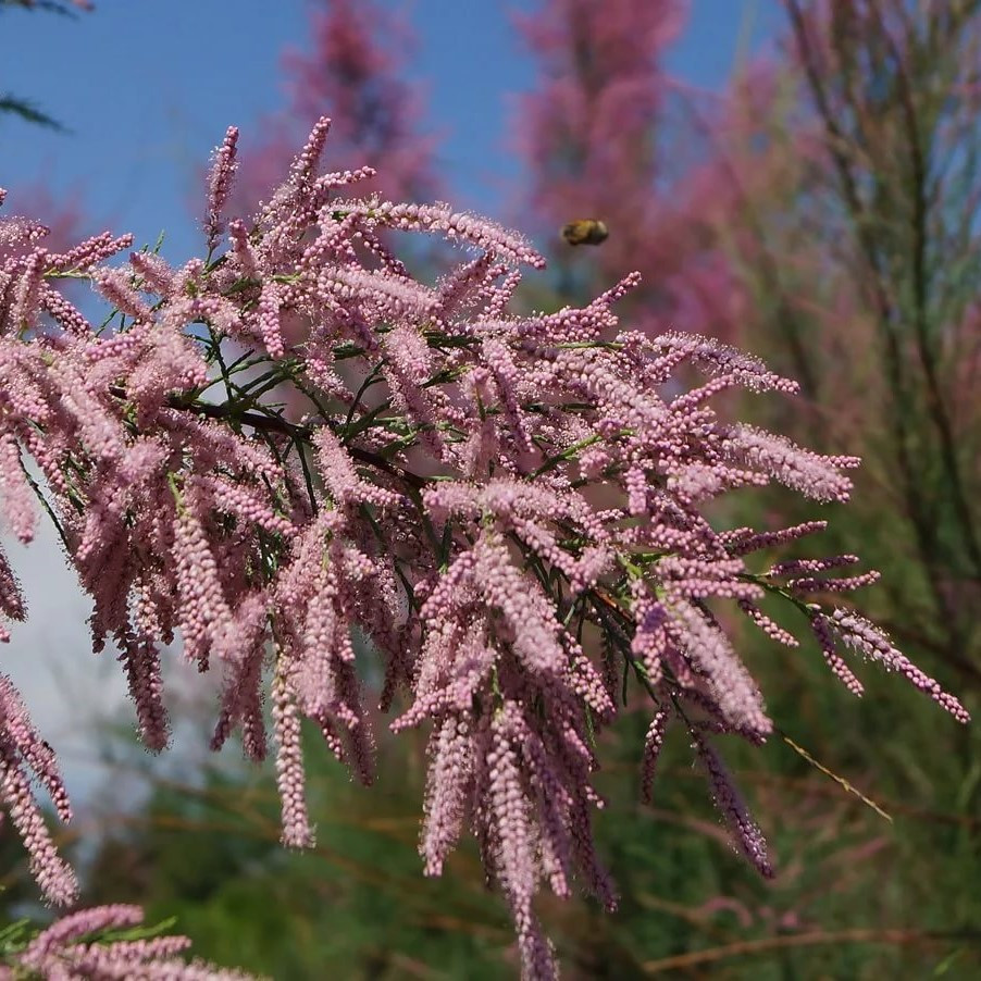 Тамарикс четырехтычинковый (Tamarix tetrandra), Р9