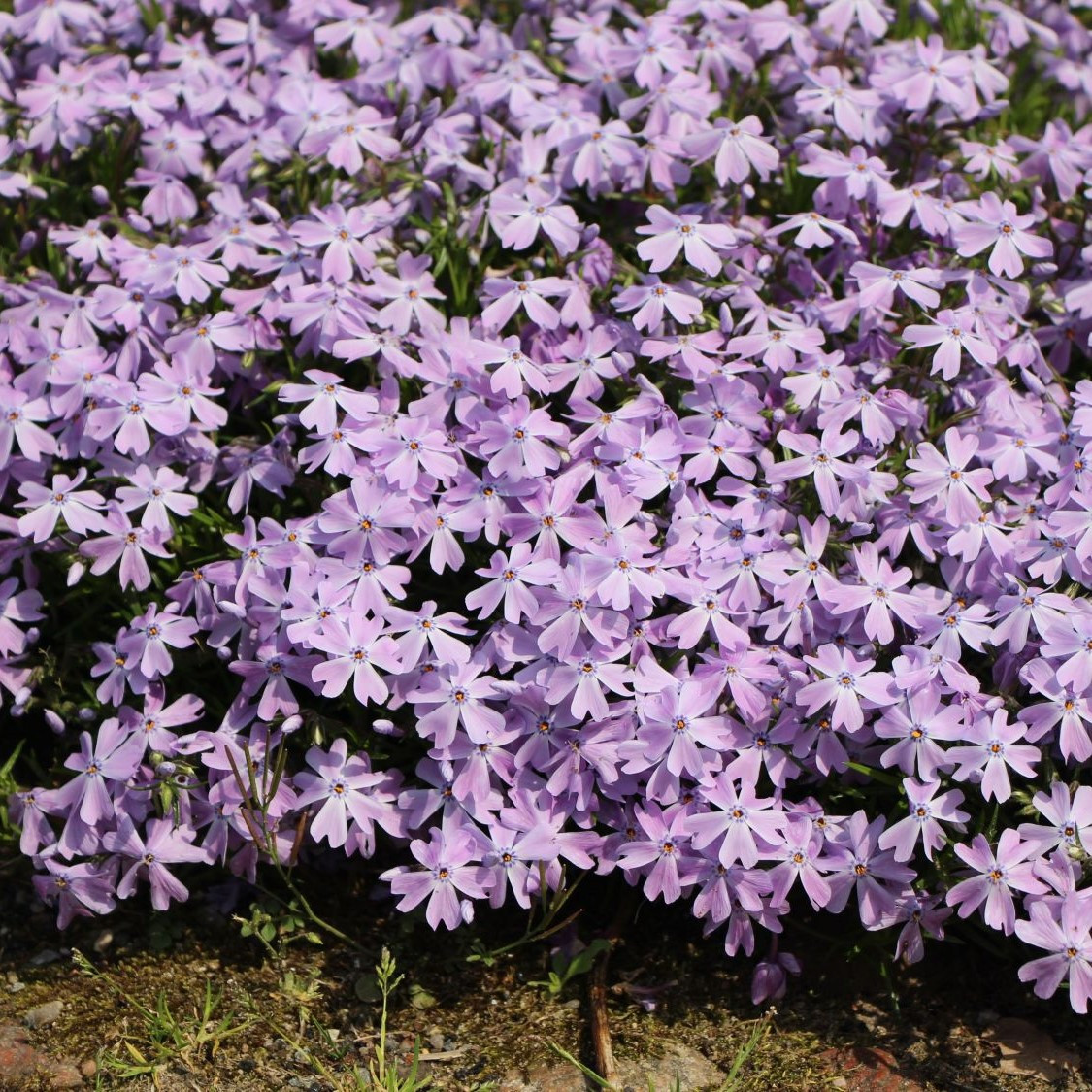 Флокс шиловидный "Фабулос Блю Вайолет" (Fabulous Blue Violet), Р9
