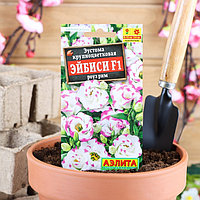 Эустома Эйбиси роуз рим F1 5шт Аэлита