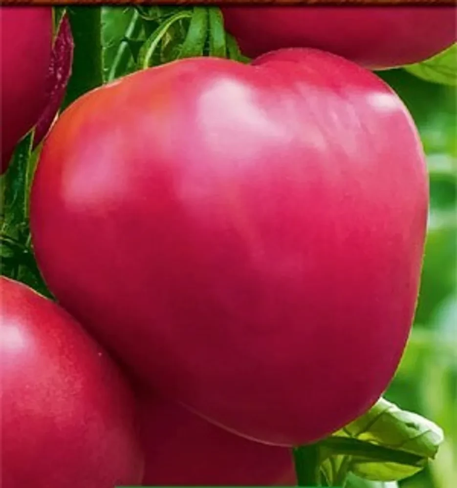 томат бычье сердце розовое аэлита. томат бычье сердце седек. томат воловье сердце розовое 20шт аэлита.