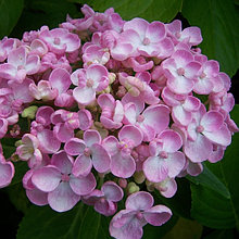 Гортензия крупнолистная "Аиша" (Ayesha) , С5