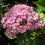 Гортензия крупнолистная "Аиша" (Ayesha) , С5, фото 2