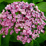 Гортензия крупнолистная "Аиша" (Ayesha) , С5, фото 3