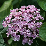 Гортензия крупнолистная "Аиша" (Ayesha) , С5, фото 4