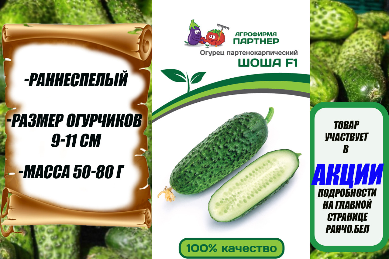 Огурец Шоша Купить В Спб