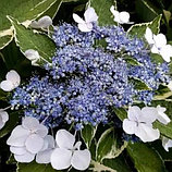 Гортензия крупнолистная "Триколор" (Tricolor) , С5, фото 2