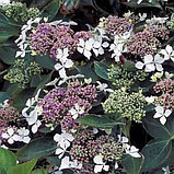 Гортензия крупнолистная "Триколор" (Tricolor) , С5, фото 3