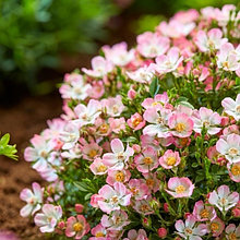 Миниатюрные розы