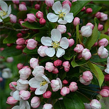 Яблоня декоративная "Винтерголд" (Wintergold), С5