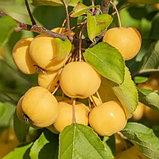 Яблоня декоративная "Винтерголд" (Wintergold), С5, фото 2