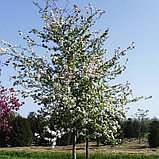 Яблоня декоративная "Винтерголд" (Wintergold), С5, фото 5