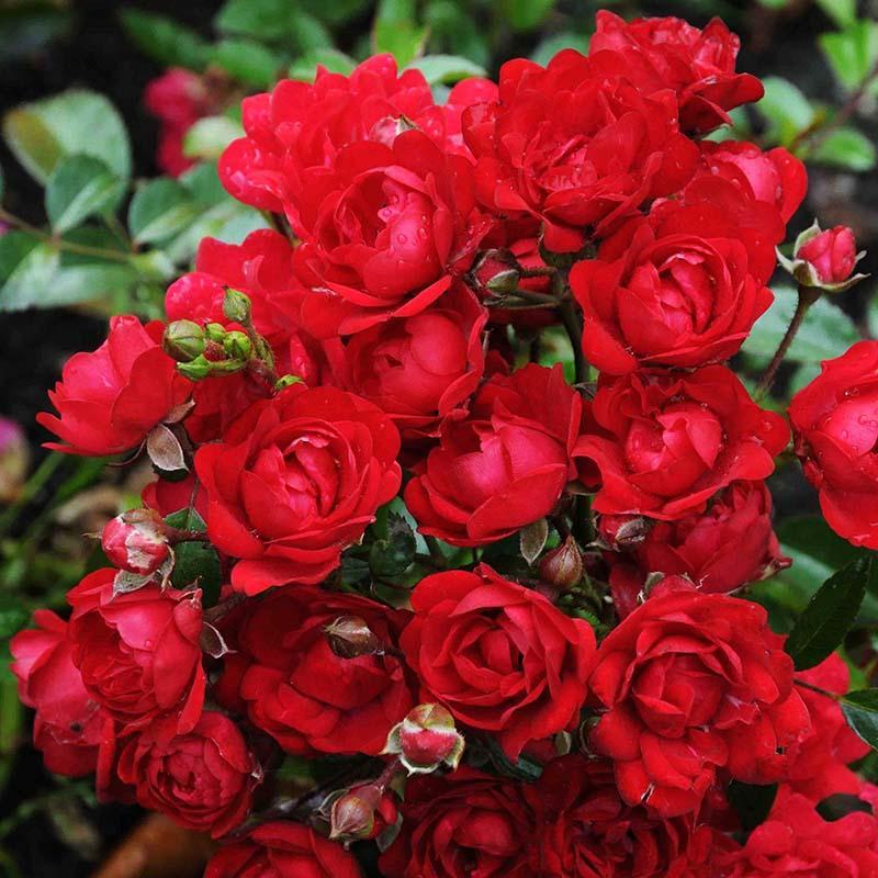 Роза почвопокровная "Зе Фейри Ред", С1,5 - фото 1 - id-p220606596