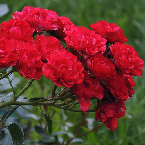 Роза почвопокровная "Зе Фейри Ред", С1,5 - фото 2 - id-p220606596
