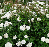 Роза почвопокровная "Зе Фейри Вайт", С1,5, фото 2