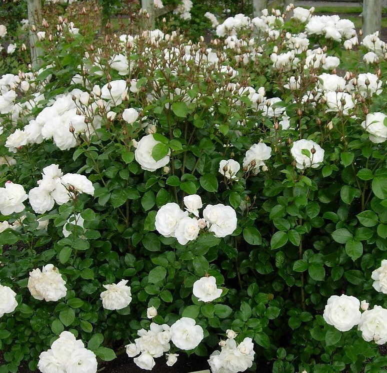 Роза почвопокровная "Зе Фейри Вайт", С1,5 - фото 2 - id-p220606712