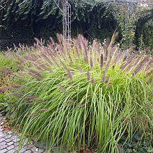 Пеннисетум