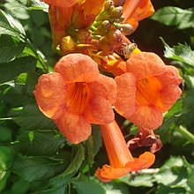 Кампсис укореняющийся (Сampsis radicans), С3